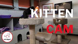 Kitten Cam - Candy Corn Craziness! by Cat Depot 44 views 1 year ago 5 minutes, 2 seconds