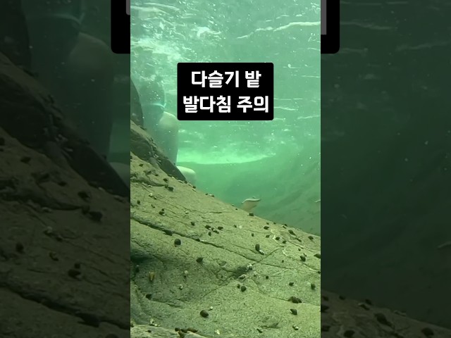 다슬기 때문에 환공포증 생길듯 ㄷㄷ