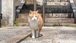 It's fun to go to the shrine on Cat Island and be greeted by cats.