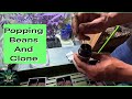 Poppin’ Beans and Taking Cuts | Grow Expansion Begins!”
