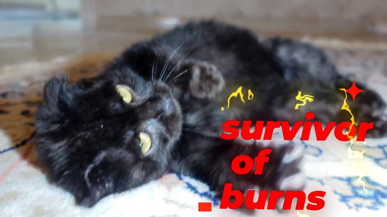 Accidentally found kitten found with burns: we do everything possible