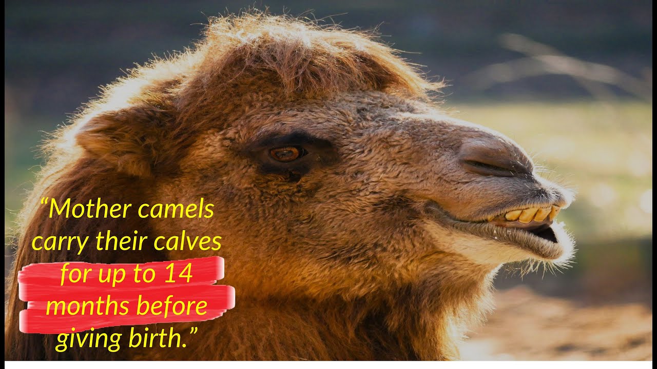 Amazing Camel wild camel facts | one hump camel| camels are awesome| camel with one hump
