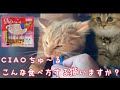 【CIAOちゅ~る】こんな食べ方する猫いますか？