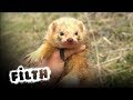 Armed To The Teeth | Rabbits vs Ferrets | Population Control