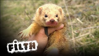 Armed To The Teeth | Rabbits vs Ferrets | Population Control