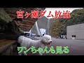 「アフロ犬」 ビションフリーゼ マックのおさんぽと宮ケ瀬ダム放流