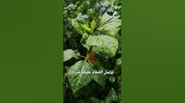 ويا قوم استغفروا ربكم ثم، تلاوه خاشعه