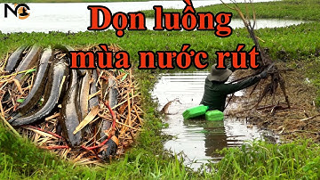Dọn 12 luồng câu săn cá lóc mùa nước cạn