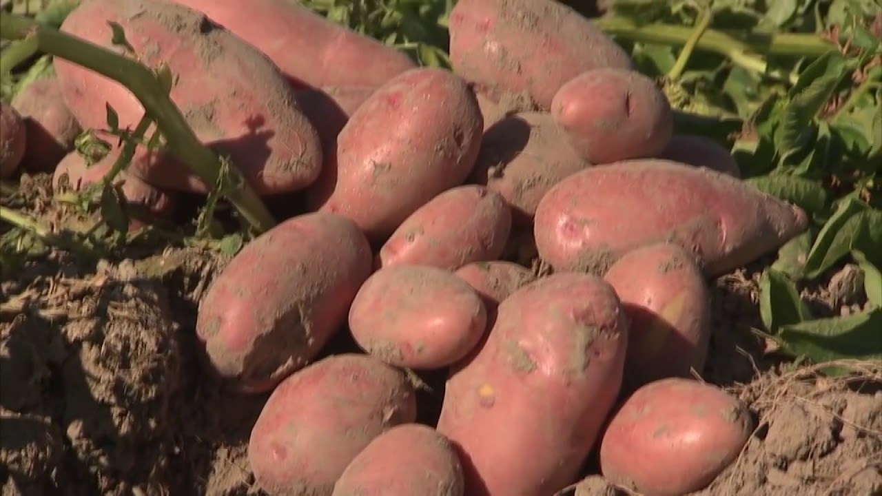 Skinsiu raudoną rožę - Ką daryti, kad turėtumėte gausų didelių bulvių derlių (2018 07 14)