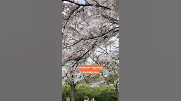 Amsterdamse Bos’taki kiraz agaçlari yenileniyor: 400 agaç kesilecek!