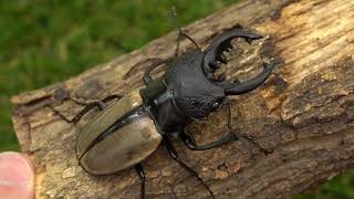 クワガタ・カブトムシ飼育用品通販｜月夜野きのこ園　ルデキンツヤクワガタ紹介