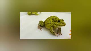 frog plays #video #frog #cute #funny #vairalvedio #foryou #fy #vairalvedio #youtube #playfromhome