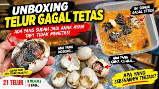 Kenapa Telur Ini Gagal Menetas? Bedah Isi Telur Yudistira, Elba, & Bangkok!