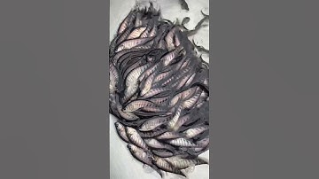 Cá nàng hai giống. Cá thác lác giống #cá_giống 0909770509 #trại_cá_giống_út_me