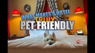 Pet Friendly vs Pets Allowed | Staying in Pet Friendly Hotels