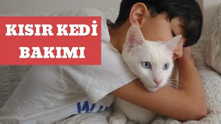 Kısır Ankara Kedisi Yumurta Yer Mi Kısırlaştırılmış Kedi Bakımı Ve Beslenmesi 