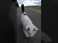 野良猫が付いてくる