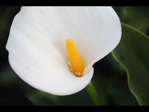 Video: Divisione Calla Lily: quando e come dividere una pianta di Calla Lily