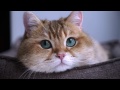 Hosico - One day in my life