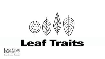 Soynomics: Leaf Traits | (When Scientists Team with Engineers)