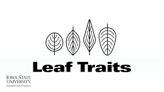 Soynomics: Leaf Traits | (When Scientists Team with Engineers)