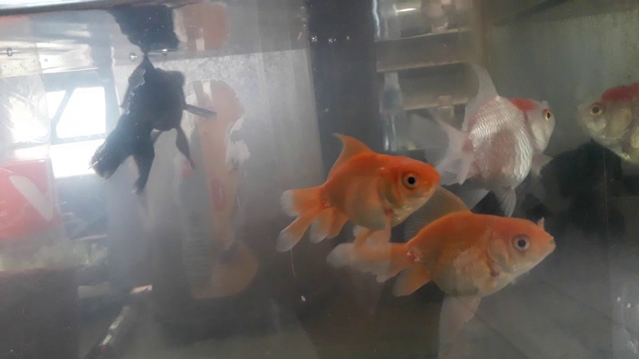 Ikan mas koki indukan