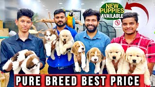TOP QUALITY PET SHOP | NEW PUPPIES AVAILABLE | BEST PRICE IN HYDERABAD