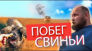 Квас из берёзового сока в домашних условиях/Побег свиньи Дашки/Pig runaway