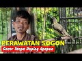 CARA MERAWAT SOGOK ONTONG BIAR CEPAT BUNYI - PERAWATAN SOGOK ONTONG AGAR CEPAT GACOR