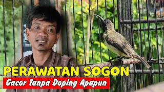 CARA MERAWAT SOGOK ONTONG BIAR CEPAT BUNYI - PERAWATAN SOGOK ONTONG AGAR CEPAT GACOR