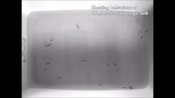 Endothelin neurotransmitter signalling controls zebrafish social behaviour