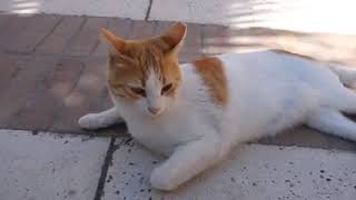 Amazing kittens 1651623701