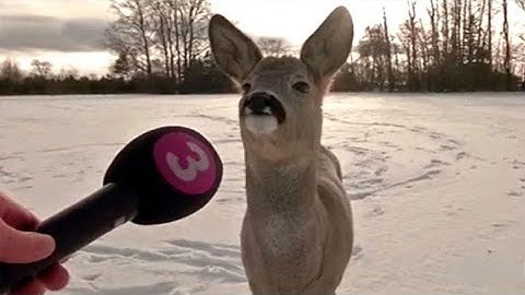 Funniest Animal Videos Ever Part 2
