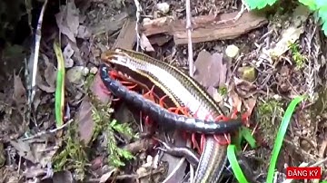 Trận chiến sinh tử  giữa "Rắn mối & Rết" một mất một còn.