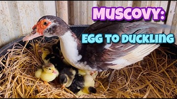 Muscovy Egg to Duckling| Muscovy Duck| Egg to Duckling| Duckling| Village Farm| Andhra Pradesh