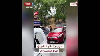 مشهد طريف.. غراب يقطع الطريق أمام السيارات، ورفاقه يهاجمون شبانا حاولوا إزاحته من الطريق