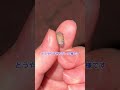 【奇妙】ワラジムシを食べてみた結果… #Shorts