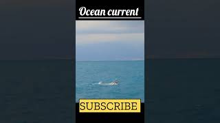 Understanding Ocean Currents: A Simple Explanation oceancurrents