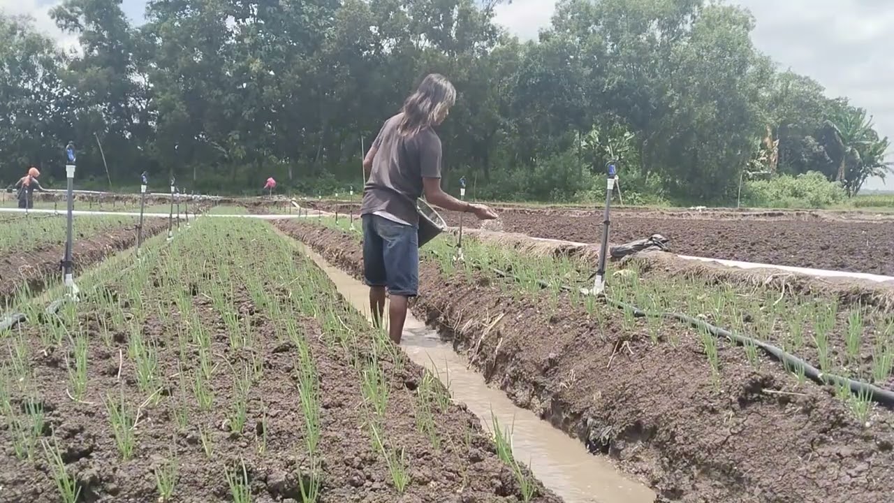 Pemupukan susulan pertama di usia seminggu