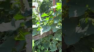 IMG 3967