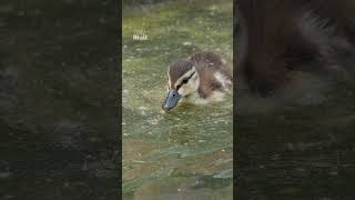 Dead duckling found in Trumps Reflecting Pool after hydrogen peroxide use