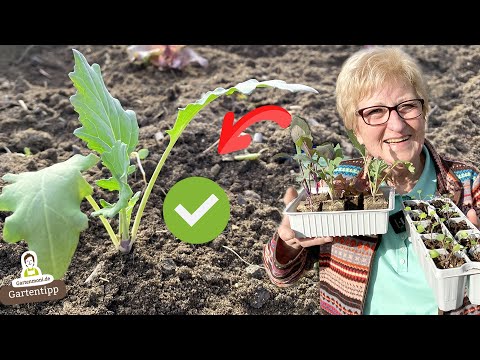 Video: Abstand für Kräutergärten: Erfahren Sie, wie weit auseinander Sie Kräuter pflanzen müssen