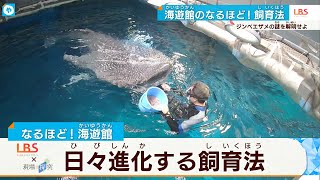 知れば知るほど  進化いえ深化する…水族館の飼育法　ジンベイザメの餌やりに密着