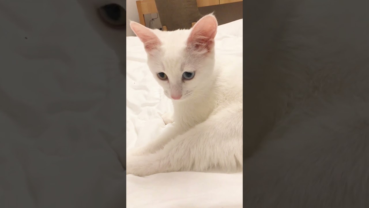 猫ダーッシュ💨 #猫 #白猫 #kitten #whitecat #癒し動画 #ねこのいる生活
