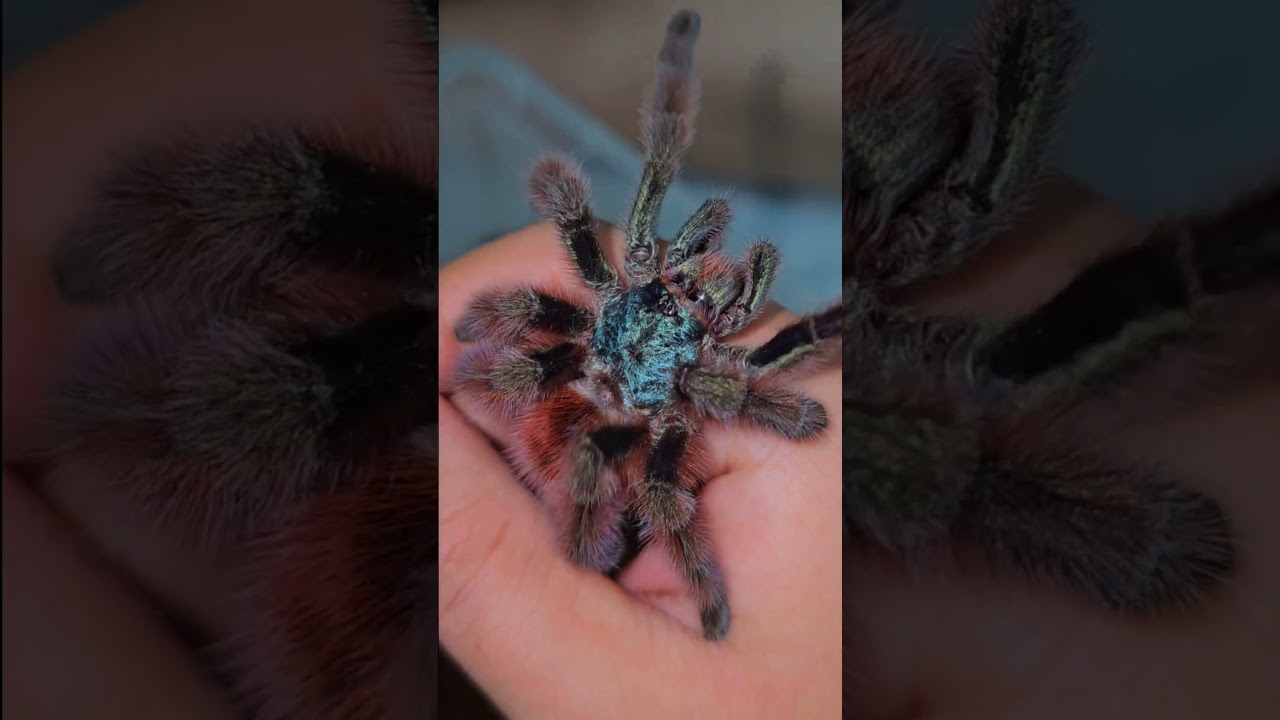 loài đẹp nhất của chi avicularia 