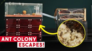 4 Year Old Ant Colony Gets A New Enclosure... And Escapes!