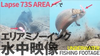 エリアミノーイング-水中映像- ラプス73S AREAでChase&Bite【Underwater fishing footage】