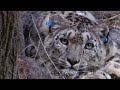 Tagging a predator on the hunt | Snow Leopard: Beyond the Myth | BBC