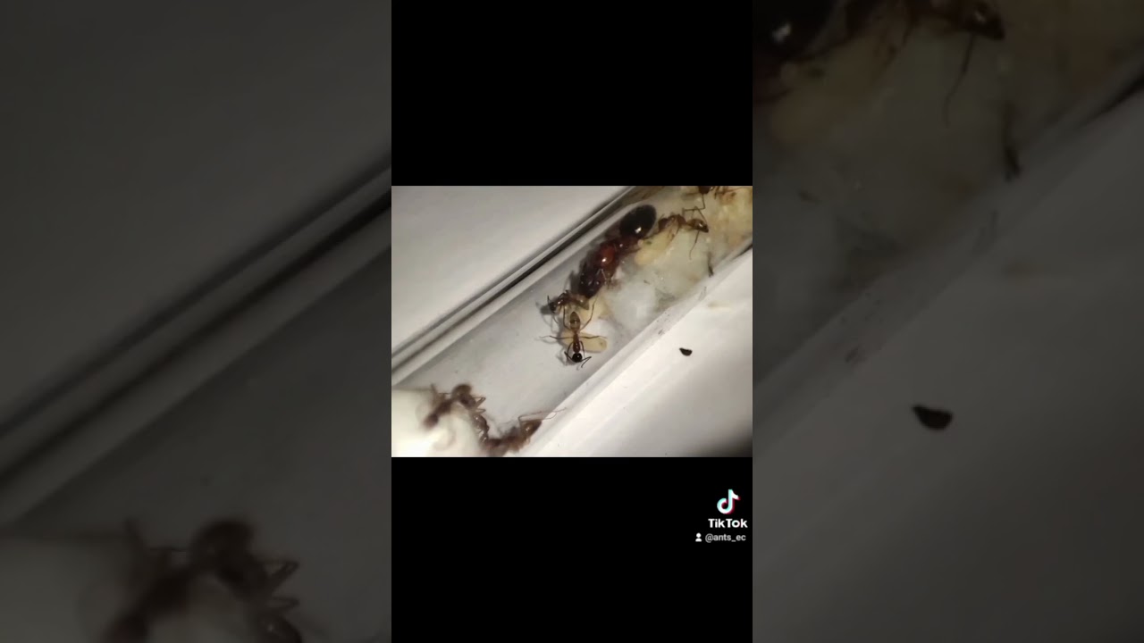 camponotus aticeps q 