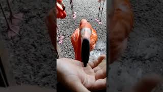 Vicious flamingo attack at busch gardens screenshot 3